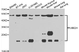 Western blot analysis of extracts of various cell lines, using UBE2H antibody (ABIN5975505) at 1/1000 dilution. (UBE2H anticorps)