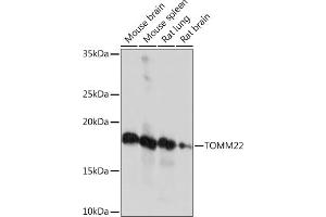 Western blot analysis of extracts of various cell lines, using TOMM22 Rabbit mAb (ABIN7270930) at 1:1000 dilution.
