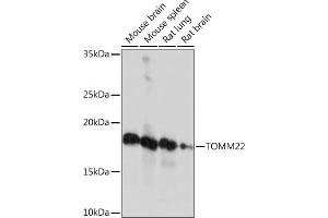 Western blot analysis of extracts of various cell lines, using TOMM22 Rabbit mAb (ABIN7270930) at 1:1000 dilution. (TOMM22 anticorps)