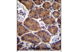 ASPH Antibody (Center) (ABIN656707 and ABIN2845938) immunohistochemistry analysis in formalin fixed and paraffin embedded human stomach tissue followed by peroxidase conjugation of the secondary antibody and DAB staining. (Aspartate beta Hydroxylase anticorps  (AA 294-323))