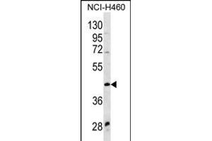 WNT9A Antibody (Center) (ABIN656328 and ABIN2845627) western blot analysis in NCI- cell line lysates (35 μg/lane). (WNT9A anticorps  (AA 216-244))