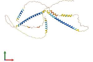 AlphaFold protein structure predicition of Mouse Recombinant Spz1 Protein, UniprotID Q99MY0