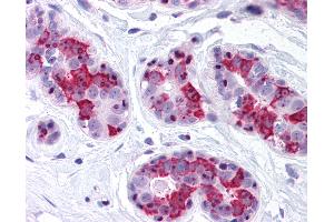 Anti-BAG5 antibody IHC of human breast. (BAG5 anticorps)