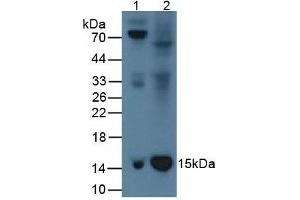 Western Blot Lane1: Rat Serum Tissue Lane2: Rat Spleen Tissue Primary Ab: 1µg/mL Rabbit Anti-Rat b2M Ab Second Ab: 1:5000 Dilution of HRP-Linked Rabbit Anti-Mouse IgG Ab