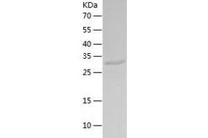 Western Blotting (WB) image for Calcineurin-Like phosphoesterase Domain Containing 1 (Cpped1) (AA 1-314) protein (His-IF2DI Tag) (ABIN7122080)