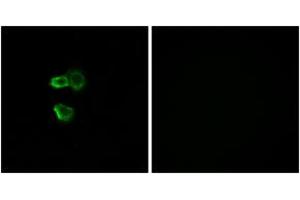Immunofluorescence (IF) image for anti-Olfactory Receptor, Family 56, Subfamily B, Member 4 (OR56B4) (AA 241-290) antibody (ABIN2890944) (OR56B4 anticorps  (AA 241-290))