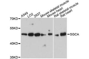 Western blot analysis of extracts of various cell lines, using SGCA antibody. (SGCA anticorps  (AA 60-290))