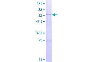 Image no. 1 for Cathepsin L2 (CTSL2) (AA 1-334) protein (GST tag) (ABIN1350729)