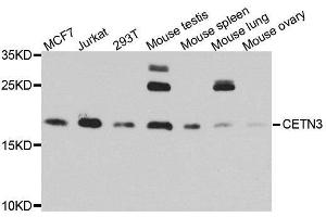 Western blot analysis of extracts of various cell lines, using CETN3 antibody. (CETN3 anticorps  (AA 1-167))