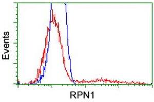 HEK293T cells transfected with either RC201554 overexpress plasmid (Red) or empty vector control plasmid (Blue) were immunostained by anti-RPN1 antibody (ABIN2455111), and then analyzed by flow cytometry. (RPN1 anticorps)