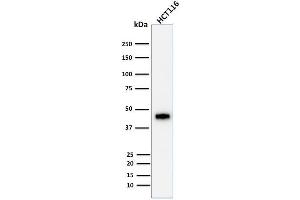 Western Blot Analysis of human HCT116 cell lysate using Cytokeratin 18 Mouse Monoclonal Antibody (DE-K18).