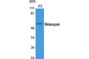 Western Blot (WB) analysis of specific cells using Melanopsin Polyclonal Antibody. (OPN4 anticorps  (C-Term))