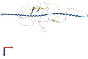 AlphaFold protein structure predicition of Mouse Recombinant Lca5 Protein, UniprotID Q80ST9