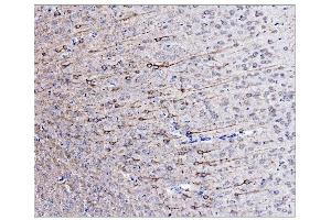 IHC analysis of Alpha Internexin/INA using anti-Alpha Internexin/INA antibody (ABIN7602187). (INA anticorps  (AA 62-169))