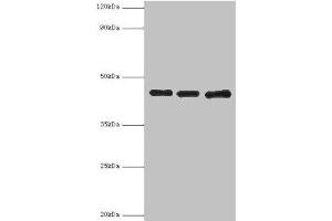 Western blot All lanes: Poliovirus receptor antibody at 3 μg/mL Lane 1: Mouse gonad tissue Lane 2: HepG2 whole cell lysate Lane 3: K562 whole cell lysate Secondary Goat polyclonal to rabbit IgG at 1/10000 dilution Predicted band size: 46, 41, 40, 43 kDa Observed band size: 46 kDa (Poliovirus Receptor anticorps  (AA 220-345))