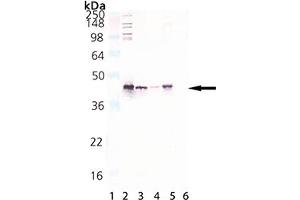 Western Blot analysis of HSP40/Hdj1, pAb : Lane 1: M W Marker, Lane 2: HSP40/Hdj1 (human), (recombinant) Protein , Lane 3: HeLa (heat shocked), (cell lysate)  , Lane 4: 3T3 (heat shocked), (cell lysate) , Lane 5: PC-12, (cell lysate) , Lane 6: DnaJ (E. (DNAJB1 anticorps)
