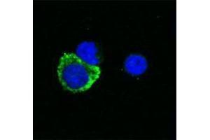Immunofluorescence (IF) image for anti-Interleukin 1, beta (IL1B) antibody (Biotin) (ABIN2661219) (IL-1 beta anticorps  (Biotin))