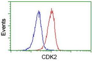 Image no. 4 for anti-Cyclin-Dependent Kinase 2 (CDK2) antibody (ABIN1497396) (CDK2 anticorps)