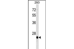 BTG4 Antibody (C-term) (ABIN1536722 and ABIN2849975) western blot analysis in 293 cell line lysates (35 μg/lane).