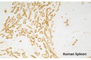 Immunohistochemistry detection of endogenous TIE-2 in cryo sections of human spleen using anti-TIE-2 (human), mAb (tek16) .
