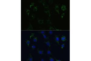 Immunofluorescence analysis of C6 cells using STX1A Polyclonal Antibody (ABIN6132695, ABIN6148659, ABIN6148661 and ABIN6221218) at dilution of 1:100 (40x lens).