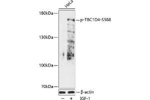 Western blot analysis of extracts of HeLa cells, using Phospho-TBC1D4-S588 antibody (ABIN7270747) at 1:2000 dilution. (TBC1D4 anticorps  (pSer588))