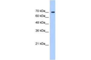 Western Blotting (WB) image for anti-LAS1-Like (LAS1L) antibody (ABIN2461009) (LAS1L anticorps)