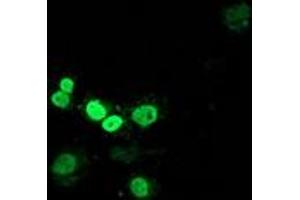 Immunofluorescence (IF) image for anti-Myocyte Enhancer Factor 2C (MEF2C) antibody (ABIN1499364) (MEF2C anticorps)