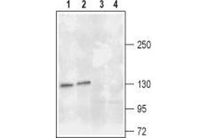 Western blot analysis of rat (lanes 1 and 3) and mouse (lanes 2 and 4) brain lysates: - 1,2.