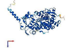 AlphaFold protein structure predicition of Human Recombinant CYP3A5 Protein, UniprotID P20815