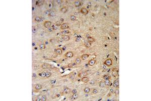 Immunohistochemistry (IHC) image for anti-Corticotropin Releasing Hormone Receptor 2 (CRHR2) antibody (ABIN3002798)