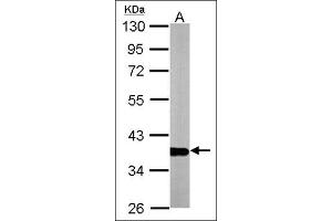 Western blot: Sample (10 µg of whole cell lysate). (GAPDH anticorps  (AA 9-323))
