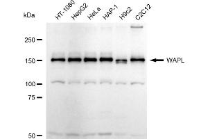 anti-Wings Apart-Like Protein Homolog (WAPAL) antibody