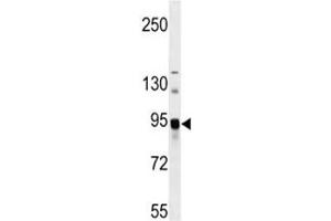 ASAH2 antibody western blot analysis in mouse bladder tissue lysate