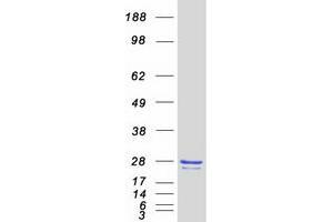 Validation with Western Blot