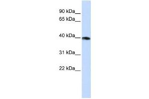 Western Blotting (WB) image for anti-Guanine Nucleotide Binding Protein (G Protein), alpha Z Polypeptide (GNaZ) antibody (ABIN2458622) (GNaZ anticorps)