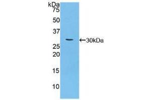 Western blot analysis of recombinant Mouse CA125. (MUC16 anticorps  (AA 2-258))