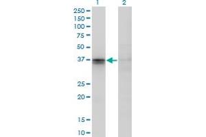 Western Blot analysis of F11R expression in transfected 293T cell line by F11R monoclonal antibody (M01), clone 2E3-1C8.