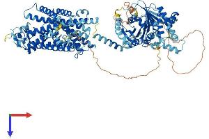 AlphaFold protein structure predicition of Human Recombinant SLC12A3 Protein, UniprotID P55017