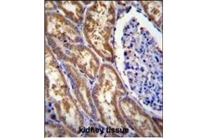 EXOC3L Antibody (C-term) (ABIN655213 and ABIN2844825) immunohistochemistry analysis in formalin fixed and paraffin embedded human kidney tissue followed by peroxidase conjugation of the secondary antibody and DAB staining. (EXOC3L1 anticorps  (C-Term))