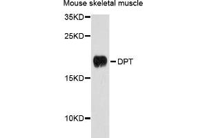 Western blot analysis of extracts of mouse skeletal muscle cells, using DPT antibody. (Dermatopontin anticorps)