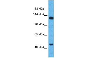 Western Blotting (WB) image for anti-WW and C2 Domain Containing 2 (WWC2) (C-Term) antibody (ABIN2774586) (WWC2 anticorps  (C-Term))