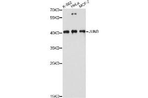 Western blot analysis of extracts of various cell lines, using JUNB antibody. (JunB anticorps)