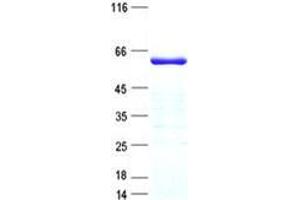 Validation with Western Blot