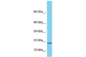 Host:  Rabbit  Target Name:  Supt4h1  Sample Type:  Rat Pancreas lysates  Antibody Dilution:  1. (SUPT4H anticorps  (Middle Region))