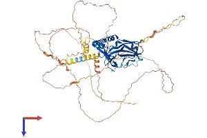 AlphaFold protein structure predicition of Human Recombinant TBX18 Protein, UniprotID O95935