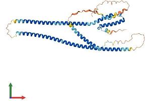 AlphaFold protein structure predicition of Mouse Recombinant Rilpl1 Protein, UniprotID Q9JJC6