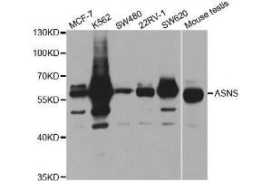 Western blot analysis of extracts of various cell lines, using ASNS antibody. (Asparagine Synthetase anticorps  (AA 262-561))