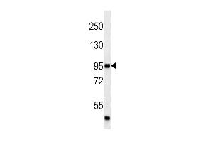 P4K3 (ABIN659123 and ABIN2843762) western blot analysis in  cell line lysates (35 μg/lane). (MAP4K3 anticorps)