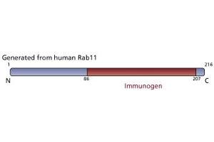 Image no. 2 for anti-RAB11A, Member RAS Oncogene Family (RAB11A) (AA 86-207) antibody (ABIN968091)